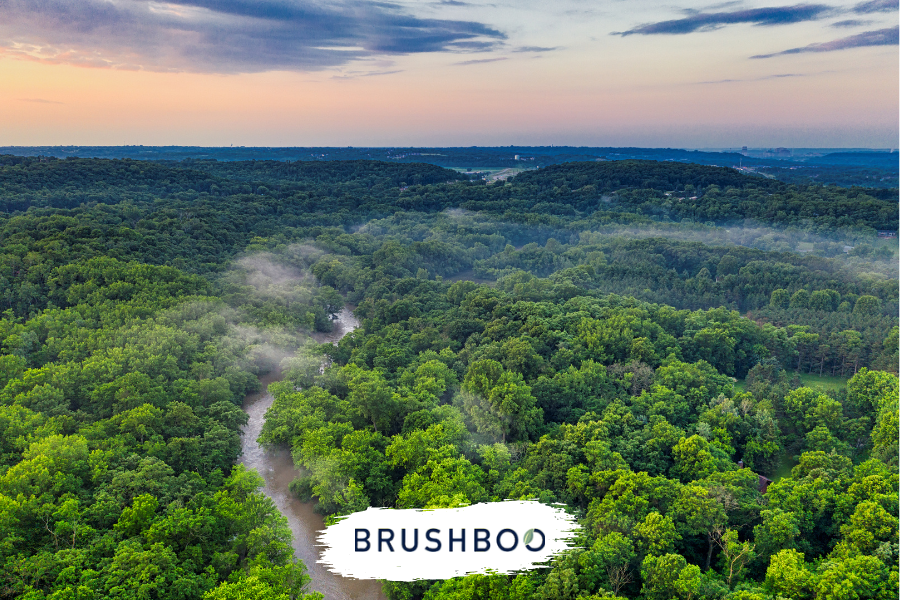 21 de marzo, Día Internacional de los Bosques