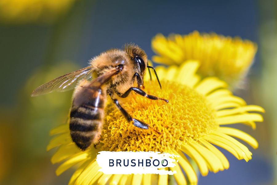 La importancia de las abejas para el planeta